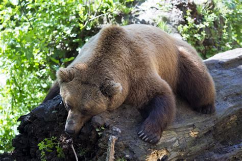 Wallpaper Wildlife Zoo Grizzly Bear Brown Bear Tree Animal