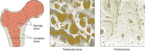 What Are The Two Types Of Bone Tissue How Do They Differ