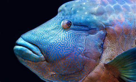 Interesting Facts About The Humphead Wrasse Slightly Blue