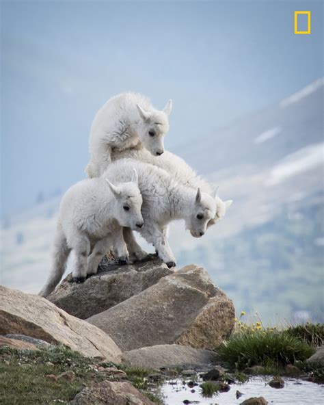 2017 National Geographic Nature Photographer Of The Year Early Entries