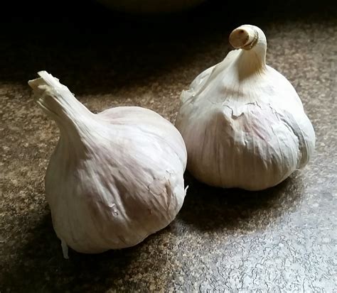 Life, Art and Travel of Lynn Myette: Planting Garlic