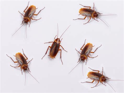 Pest Control Company Will Pay You 2k To Release Roaches In Your Home Across North Carolina