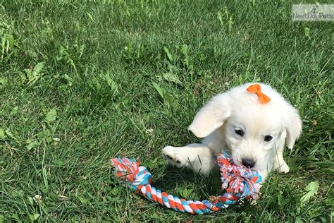 We did not find results for: Blossom: English Golden Retriever puppy for sale near ...