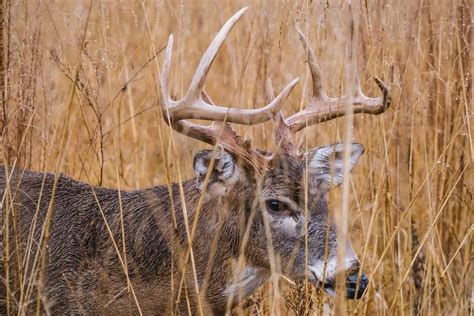 What State Has The Largest Whitetail Deer