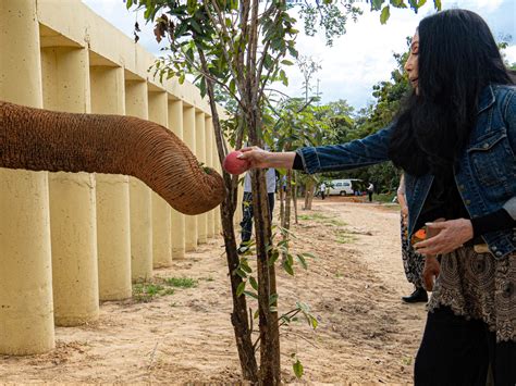 Worlds Loneliest Elephant No Longer A Prisoner Cher Toronto Sun