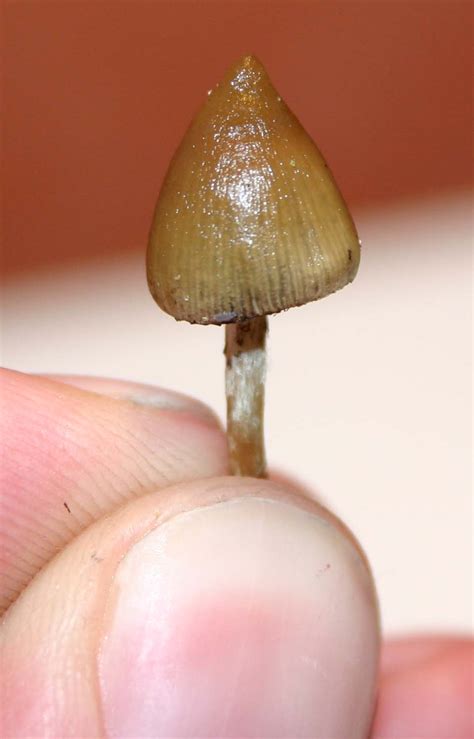Psilocybe Semilanceata Liberty Caps For New Hunters Mushroom