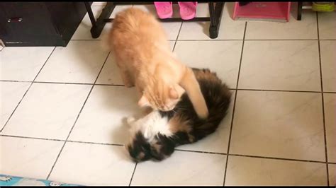Cat Mating Time 🙄 Matingcat Youtube