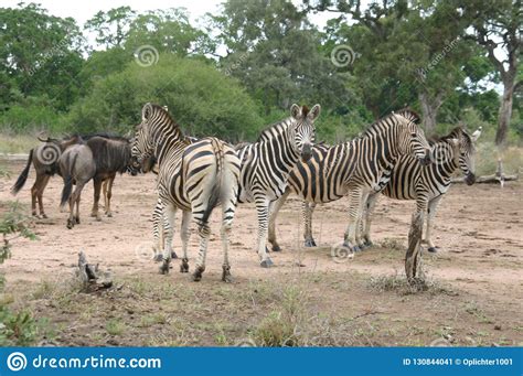 Zebra In Africa Stock Image Image Of Africa Animal 130844041
