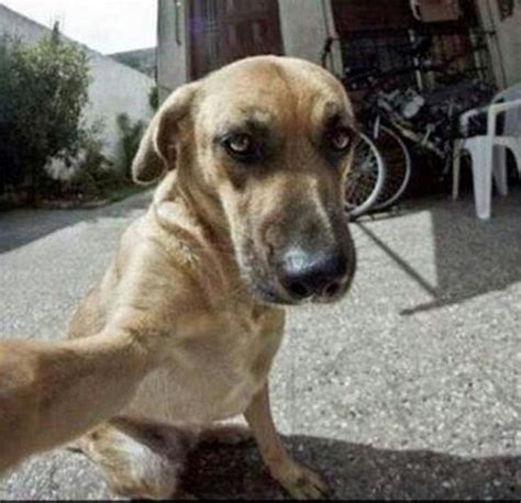 20 Dog Selfies 017 Funcage