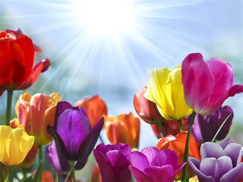 Flowers And Sunshine Wallpapers High Quality Download Free