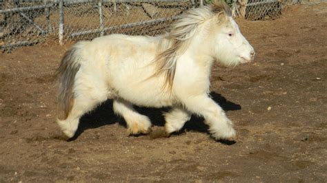She Is So Fluffy Had To Share These Pics Horses Cute Ponies Cute
