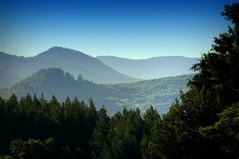 Free Photo Forests Mountains Nature Trees Landscape Morning View