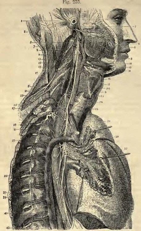 An Older Anatomical Diagram Human Anatomy Drawing Medical Drawings