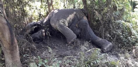 Elephant Carcass Recovered From Nambor Doigrung Wildlife Sanctuary Sentinelassam