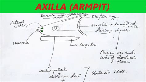 Axilla Armpit Including Free Online Test Upper Limb Anatomy Youtube