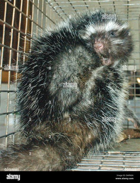 African Maned Rat Hi Res Stock Photography And Images Alamy