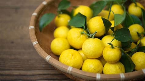 Yuzu Quais As Utilidades Do Limão Japonês Preço E Produção