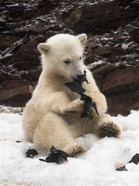 Polar Bears Captured Eating Plastic In Heartbreaking Images Media