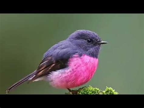 Hewan langka yang terangkum ini juga dilengkapi gambar agar kita lebih mengenal akan hewan hewan langka ini. 10 SUARA BURUNG PALING UNIK DAN LANGKA DI DUNIA - YouTube