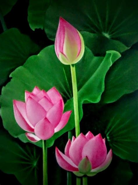 Lotus Flowers Paintings