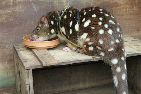 Spotted Quoll Photo