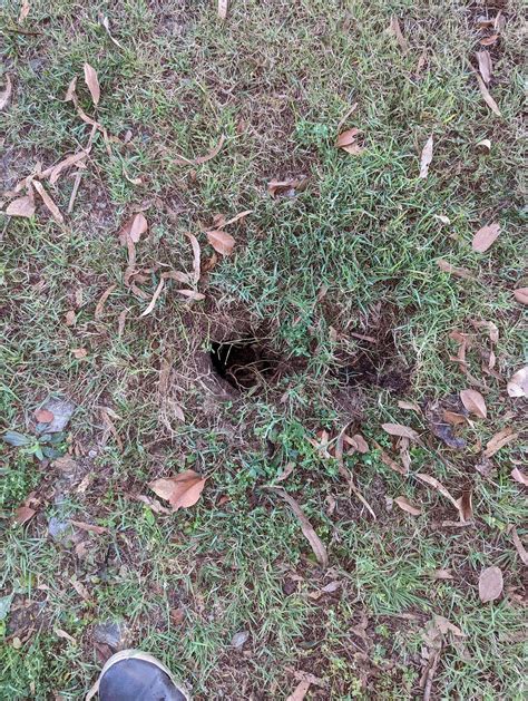 What Is This Hole In My Front Yard About Edges About 10 15cm Diameter