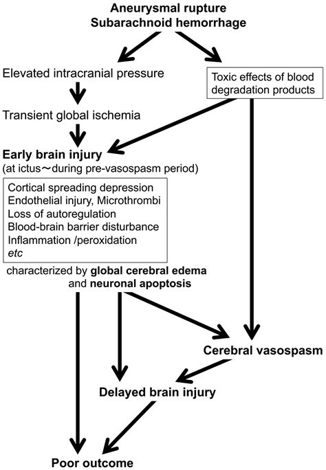 Tenascin‐c In Brain Injuries And Edema After Subarachnoid Hemorrhage