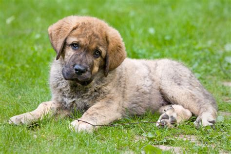 Lambing has started, our first 9 were born this past week, it's really. The Spanish Mastiff Dog Breed - doggiefetch