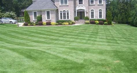 How do i get the bermuda grass to thicken up? Drought Tolerant Bermuda grass from Park Avenue Turf