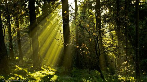 Descargar Gratis Bosque Luz Los Rboles Naturaleza Fondos De