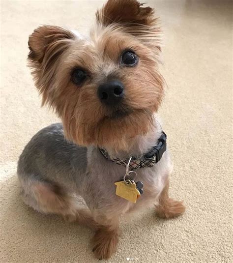 151 Extremely Cute Yorkie Haircuts For Your Puppy Süße Hunde Hunde