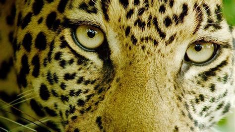 Through Golden Eyes ‘big Cat Week Coming To Nat Geo Wild In November
