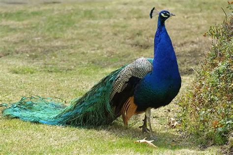Can Peacocks Fly Interesting Facts And Pictures Wildlife Informer