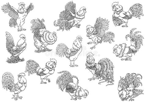 black cock stock illustrations 6 633 black cock stock illustrations vectors and clipart