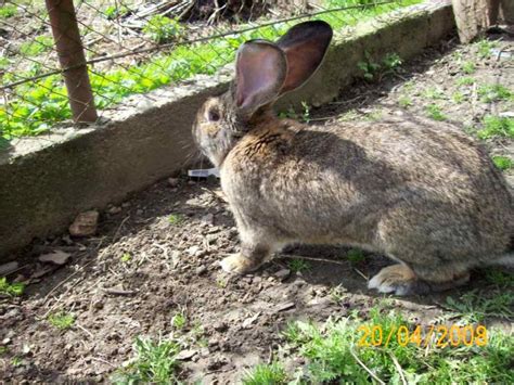 + o mulțime de imagini de fundal dragute iepuri uimitori imagini cu iepuri de pasti | stolenimg. poze iepuri - enghisjan