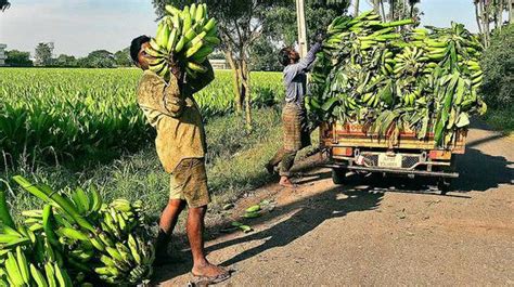 Banana Farmers Reaping It Rich The Hindu