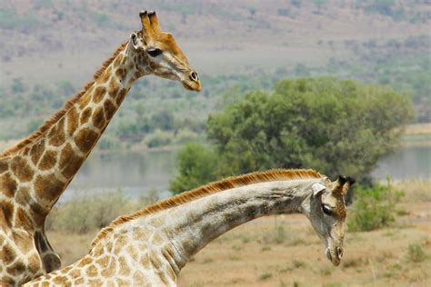Giraffes Exciting Adventure Free Photo On Pixabay Pixabay