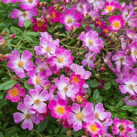 Scented Carpet Ground Cover Rose David Austin Roses