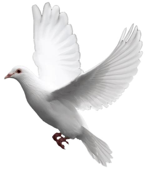 Download White Flying Pigeon Png Image Hq Png Image Freepngimg