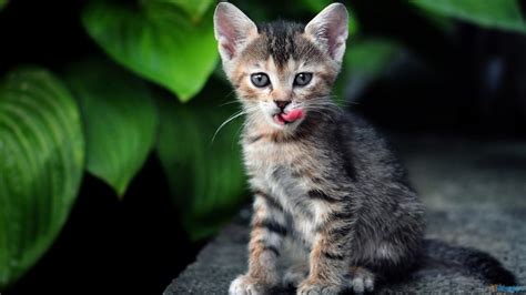 kitten latests wallpapers  wildlife photographs