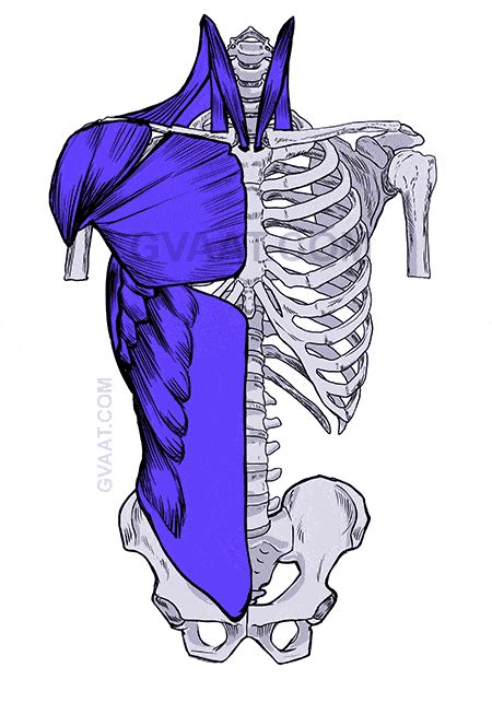 Torso Muscle Anatomy Drawing How To Draw The Human Torso Learn