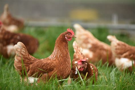 The Ultimate Chicken Summer Care Guide Chickens For Backyards