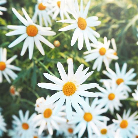 Daisy Chamomile Field Blossom Concept Foto Gratis