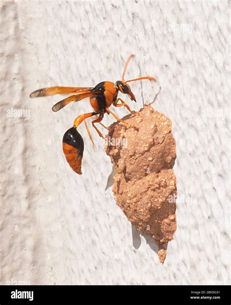 An Orange Potter Wasp Eumenes Latreilli On Top Of Its Nest Alice