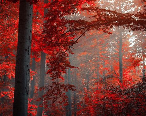 Free Download Name 20979 Ruby Red Forest 1920x1080 Nature