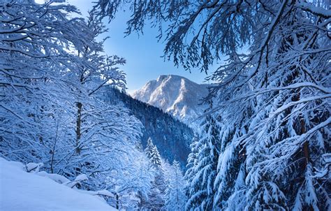 Wallpaper Winter Forest Snow Trees Mountains Branches Austria