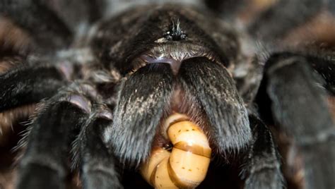Clean the area with soap and water and put on some antibiotic cream. What do tarantulas eat? A complete guide - thepetsavvy.com