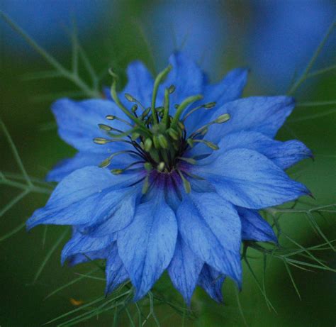 Nigella ‘miss Jekyll Blue Higgledy Garden