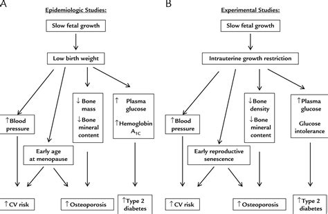 Effect Of Low Birth Weight On Womens Health Clinical Therapeutics