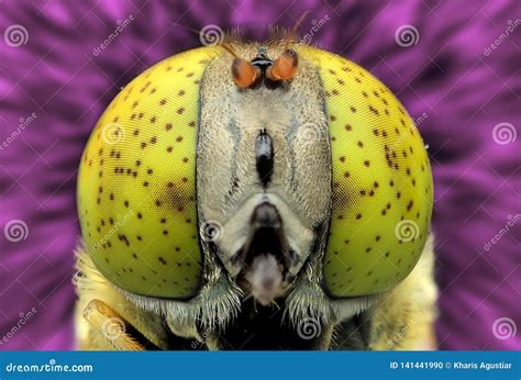 Flies Eye Close Up Pear Flies Stock Photo Image Of Beauty Macro